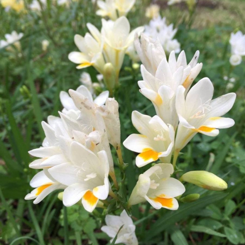 White Freesia Freesia alba